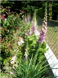 Digitalis